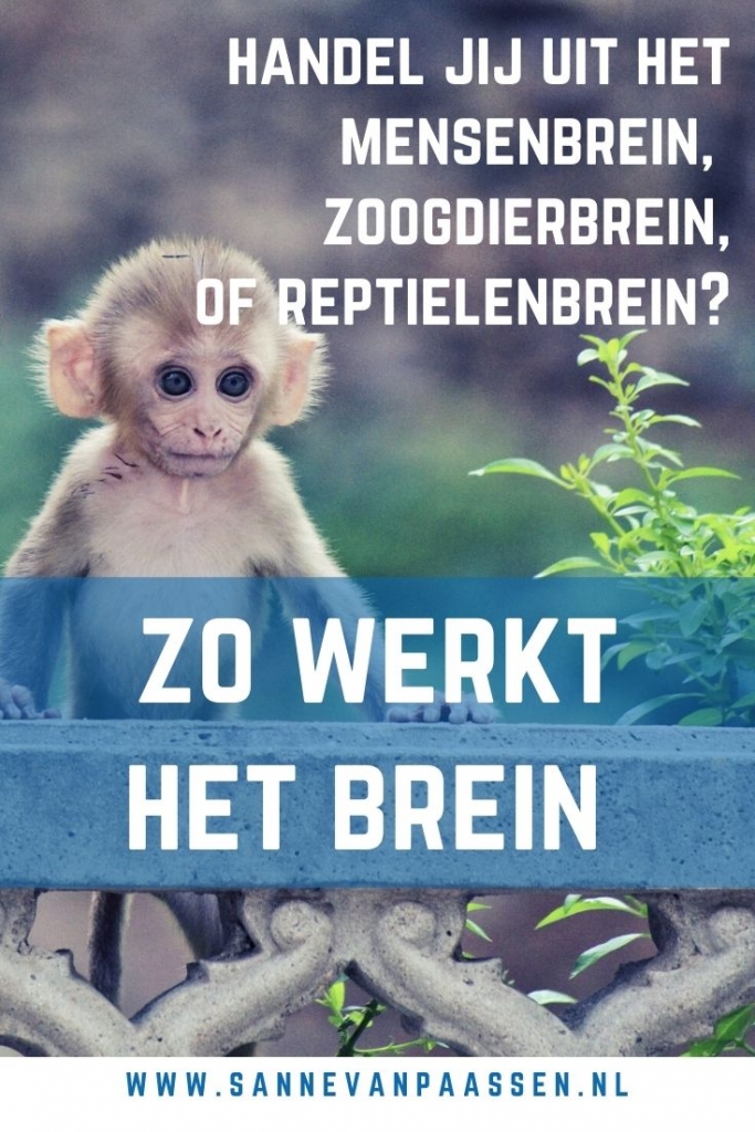 hoe werkt het brein